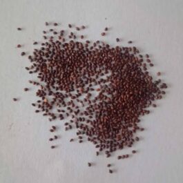 OREGANO SEEDS